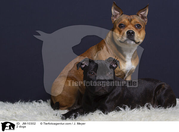 2 dogs / JM-10302