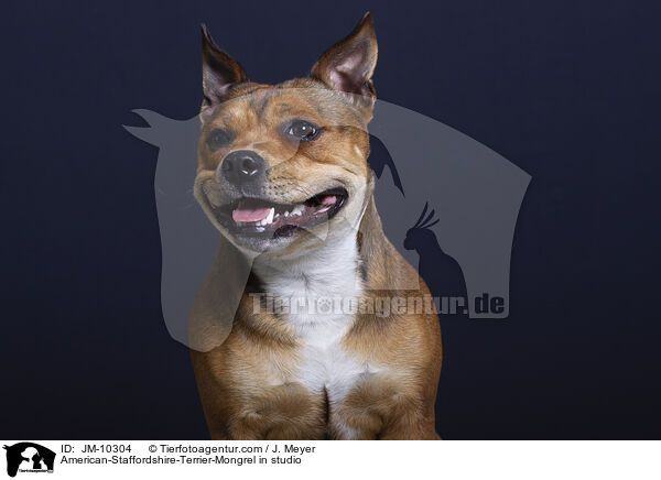 American-Staffordshire-Terrier-Mischling im Studio / American-Staffordshire-Terrier-Mongrel in studio / JM-10304