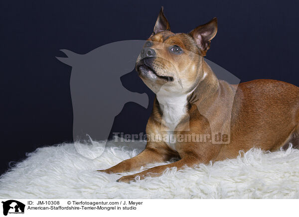 American-Staffordshire-Terrier-Mischling im Studio / American-Staffordshire-Terrier-Mongrel in studio / JM-10308