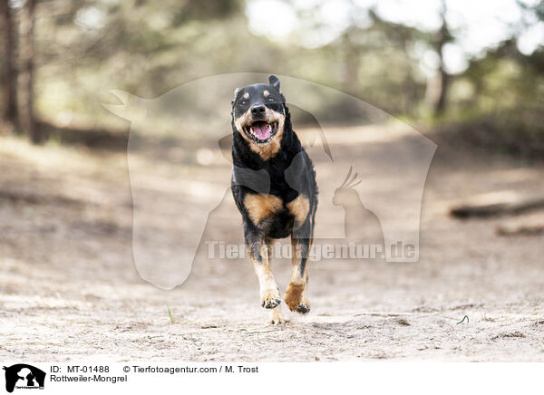 Rottweiler-Mix / Rottweiler-Mongrel / MT-01488