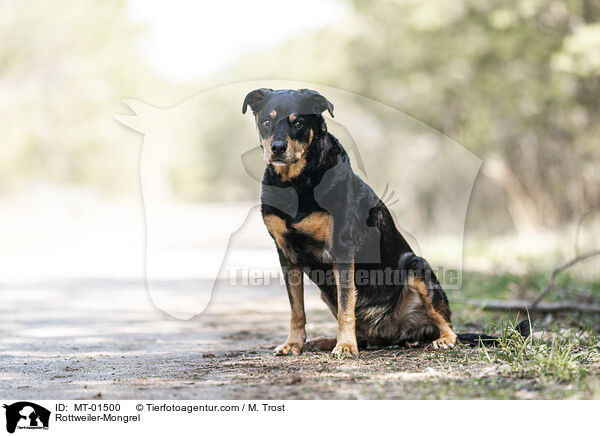 Rottweiler-Mix / Rottweiler-Mongrel / MT-01500