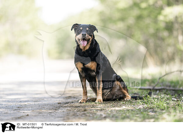 Rottweiler-Mix / Rottweiler-Mongrel / MT-01501