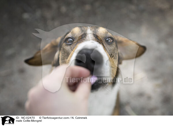 male Collie-Mongrel / NC-02470