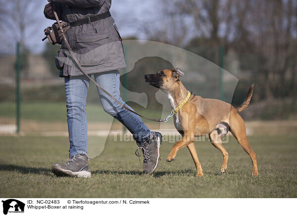 Whippet-Boxer im Training / Whippet-Boxer at raining / NC-02483