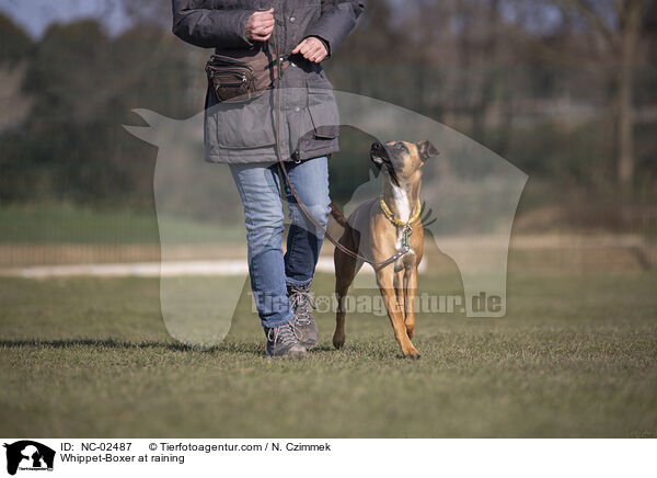 Whippet-Boxer im Training / Whippet-Boxer at raining / NC-02487