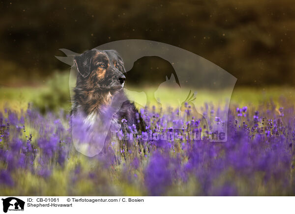 Schferhund-Hovawart / Shepherd-Hovawart / CB-01061