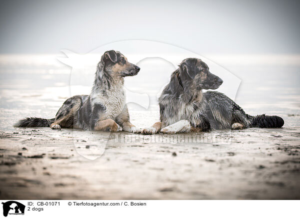 2 Hunde / 2 dogs / CB-01071