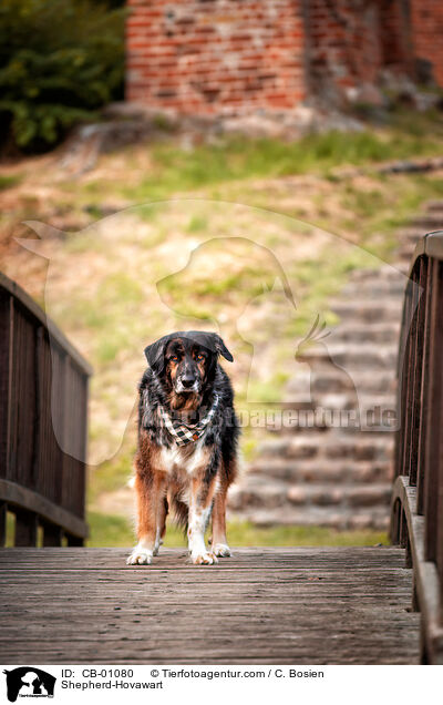 Schferhund-Hovawart / Shepherd-Hovawart / CB-01080