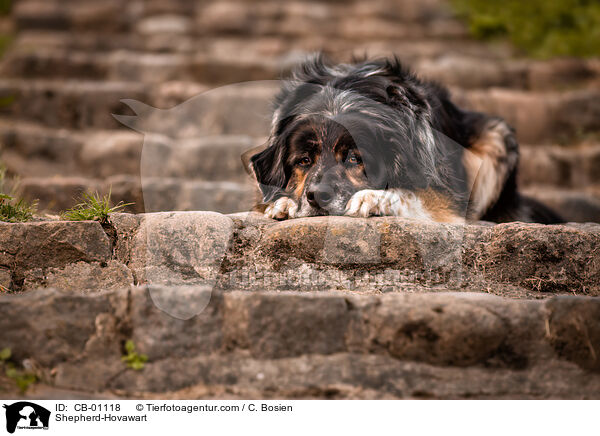 Schferhund-Hovawart / Shepherd-Hovawart / CB-01118