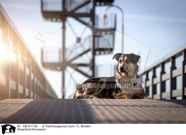 Schferhund-Hovawart / Shepherd-Hovawart / CB-01138