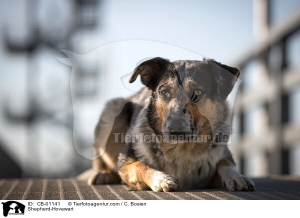 Schferhund-Hovawart / Shepherd-Hovawart / CB-01141