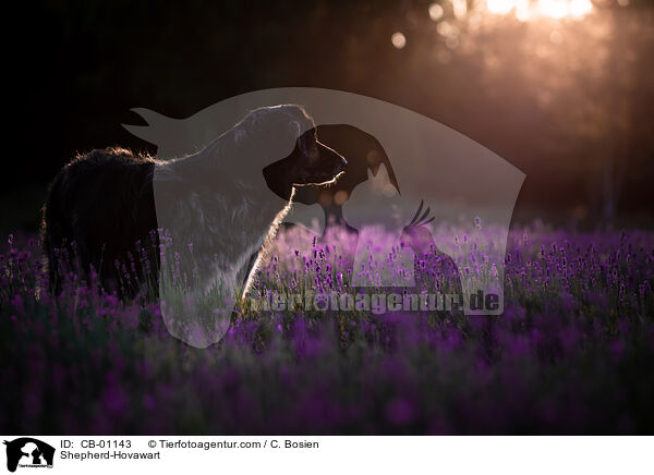 Schferhund-Hovawart / Shepherd-Hovawart / CB-01143
