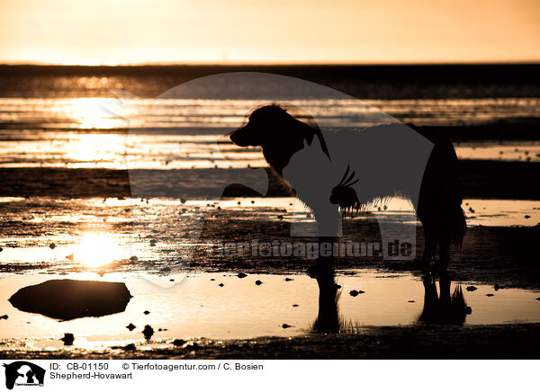 Schferhund-Hovawart / Shepherd-Hovawart / CB-01150