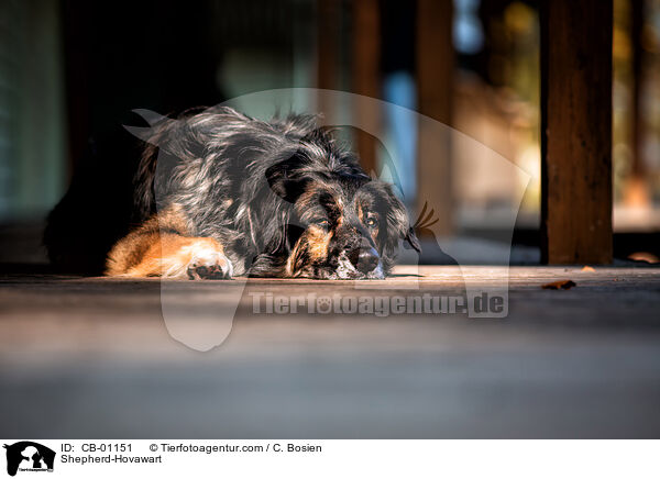 Schferhund-Hovawart / Shepherd-Hovawart / CB-01151