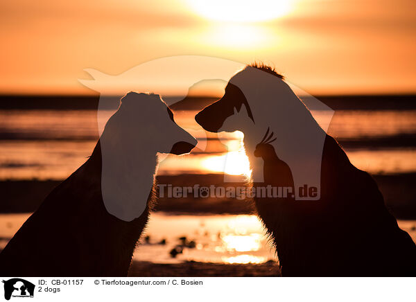 2 Hunde / 2 dogs / CB-01157