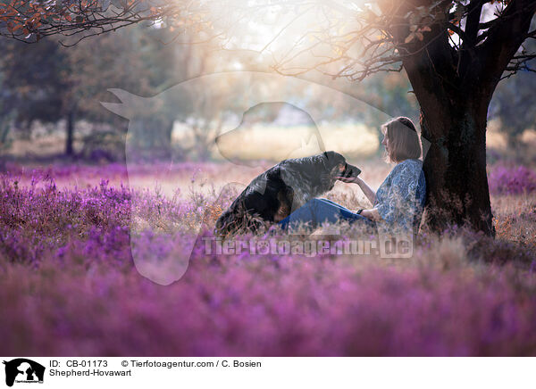 Schferhund-Hovawart / Shepherd-Hovawart / CB-01173