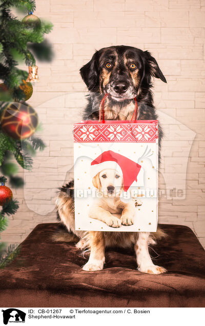 Schferhund-Hovawart / Shepherd-Hovawart / CB-01267