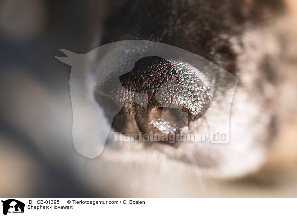 Schferhund-Hovawart / Shepherd-Hovawart / CB-01395