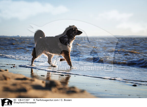 Shepherd-Hovawart / CB-01397