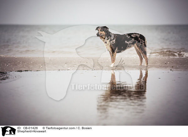 Schferhund-Hovawart / Shepherd-Hovawart / CB-01426