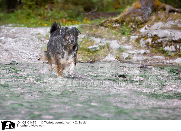 Shepherd-Hovawart / CB-01479