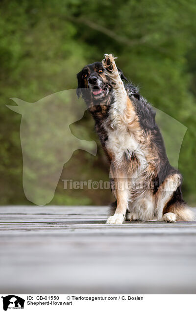 Schferhund-Hovawart / Shepherd-Hovawart / CB-01550