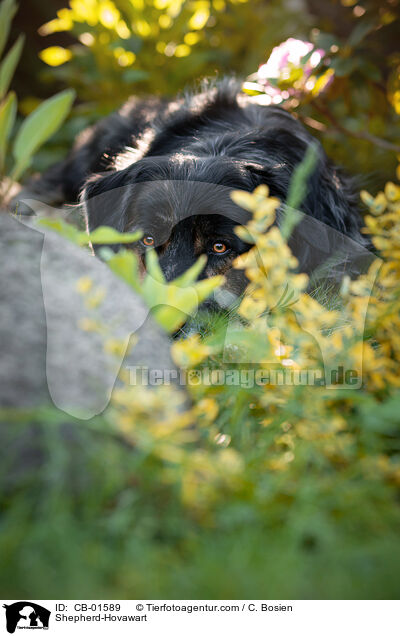 Schferhund-Hovawart / Shepherd-Hovawart / CB-01589