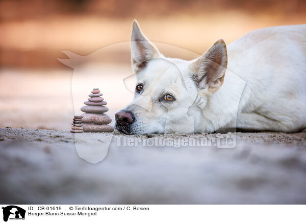 Weier-Schweizer-Schferhund-Mischling / Berger-Blanc-Suisse-Mongrel / CB-01619