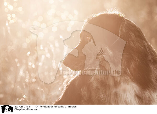 Schferhund-Hovawart / Shepherd-Hovawart / CB-01711