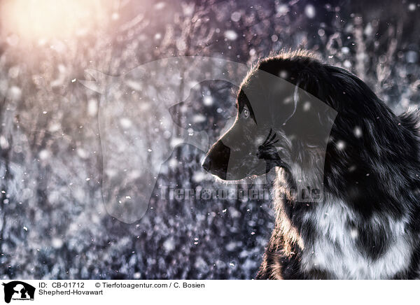 Schferhund-Hovawart / Shepherd-Hovawart / CB-01712