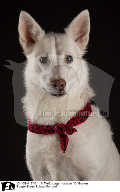 Weier-Schweizer-Schferhund-Mischling / Berger-Blanc-Suisse-Mongrel / CB-01716