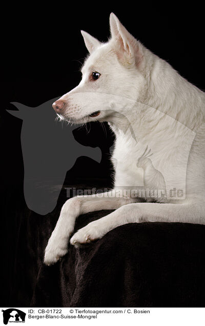 Weier-Schweizer-Schferhund-Mischling / Berger-Blanc-Suisse-Mongrel / CB-01722