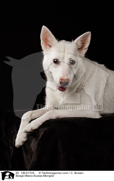 Weier-Schweizer-Schferhund-Mischling / Berger-Blanc-Suisse-Mongrel / CB-01724