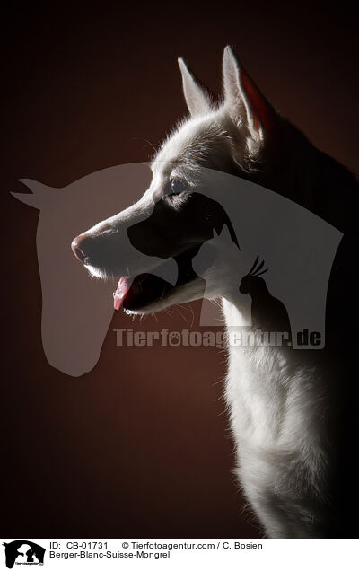 Weier-Schweizer-Schferhund-Mischling / Berger-Blanc-Suisse-Mongrel / CB-01731