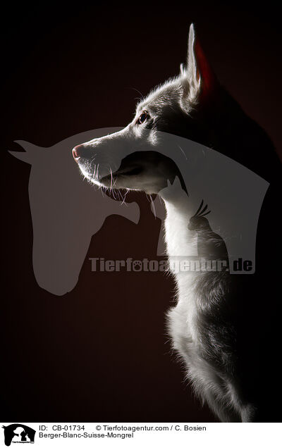 Weier-Schweizer-Schferhund-Mischling / Berger-Blanc-Suisse-Mongrel / CB-01734