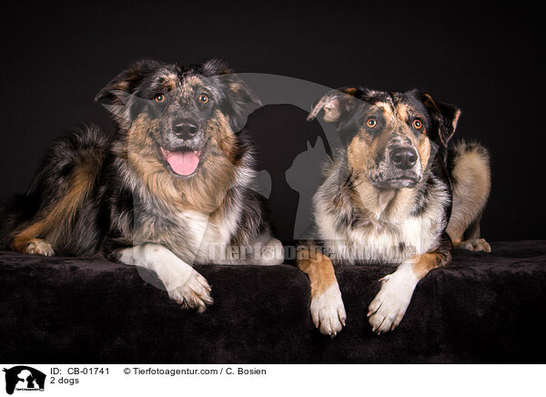 2 Hunde / 2 dogs / CB-01741