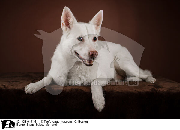 Weier-Schweizer-Schferhund-Mischling / Berger-Blanc-Suisse-Mongrel / CB-01744