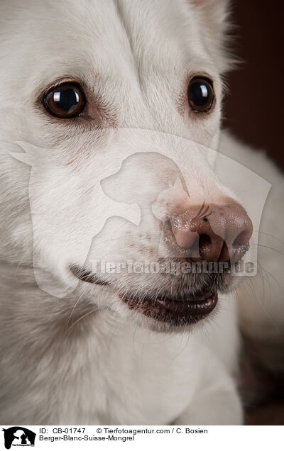 Weier-Schweizer-Schferhund-Mischling / Berger-Blanc-Suisse-Mongrel / CB-01747