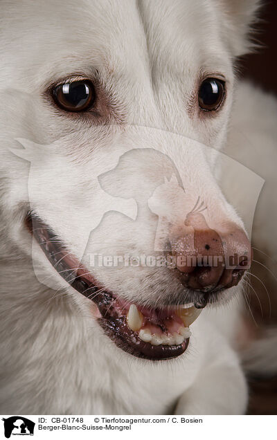 Weier-Schweizer-Schferhund-Mischling / Berger-Blanc-Suisse-Mongrel / CB-01748