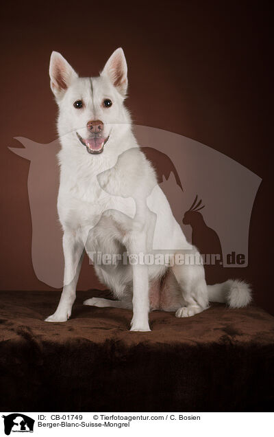 Weier-Schweizer-Schferhund-Mischling / Berger-Blanc-Suisse-Mongrel / CB-01749