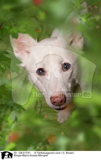 Weier-Schweizer-Schferhund-Mischling / Berger-Blanc-Suisse-Mongrel / CB-01751