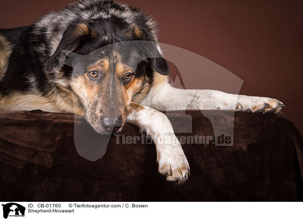Schferhund-Hovawart / Shepherd-Hovawart / CB-01760
