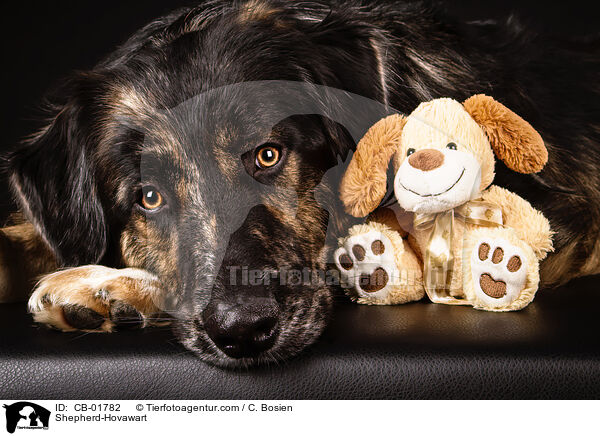 Shepherd-Hovawart / CB-01782