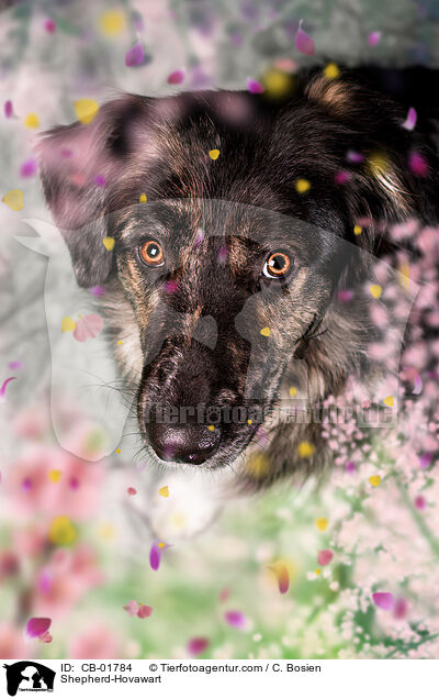 Schferhund-Hovawart / Shepherd-Hovawart / CB-01784