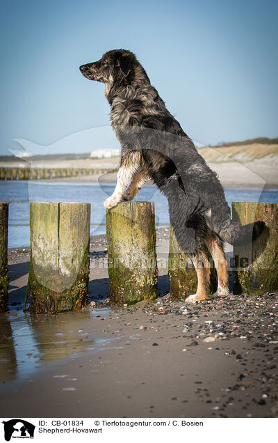 Schferhund-Hovawart / Shepherd-Hovawart / CB-01834
