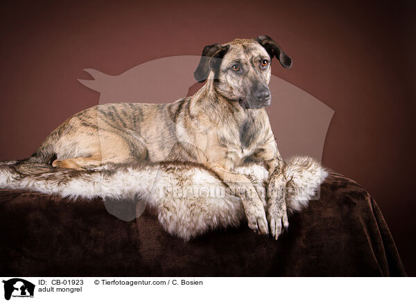 erwachsener Mischling / adult mongrel / CB-01923