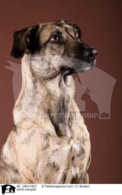 erwachsener Mischling / adult mongrel / CB-01927