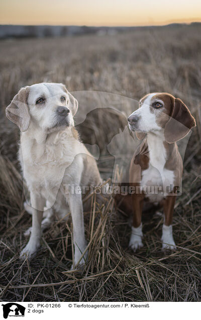 2 dogs / PK-01266