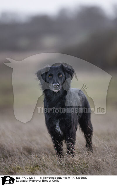 Labrador-Retriever-Border-Collie / Labrador-Retriever-Border-Collie / PK-01274
