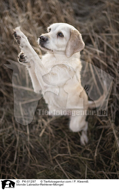 blonde Labrador-Retriever-Mongel / PK-01297